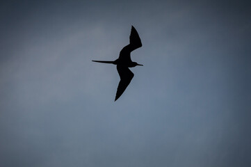 ave en vuelo en contraste