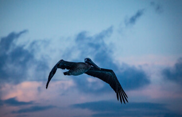 ave volando de mar
