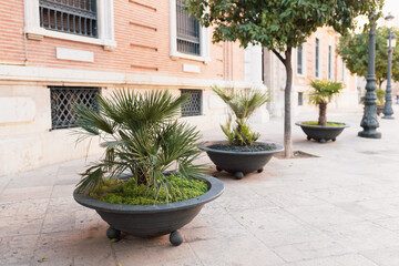 Chamaerops humilis palms in a flower pot. The concept of air pollution treatment by natural methods...