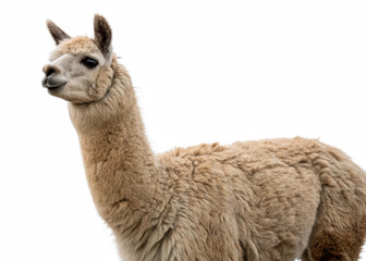 Fototapeta premium Alpaca isolated on a transparent background.