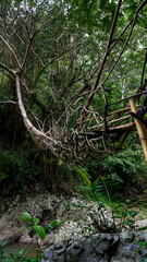 A traditional root bridge in the exotic Baduy forest, reflecting harmony between humans and nature, making it a historical and adventure tourism spot.