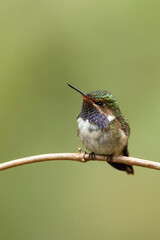 Male Volcano hummingbird in Costa Rica