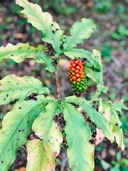 Close-Up of Arisaema Serratum with Half Red and Green Coloration