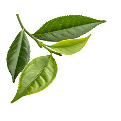 Fresh Green Tea Leaves on trasparent background