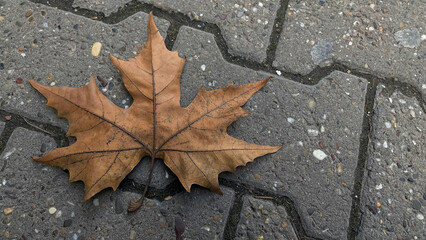 Fallen leaf rests on textured pavement during autumn.