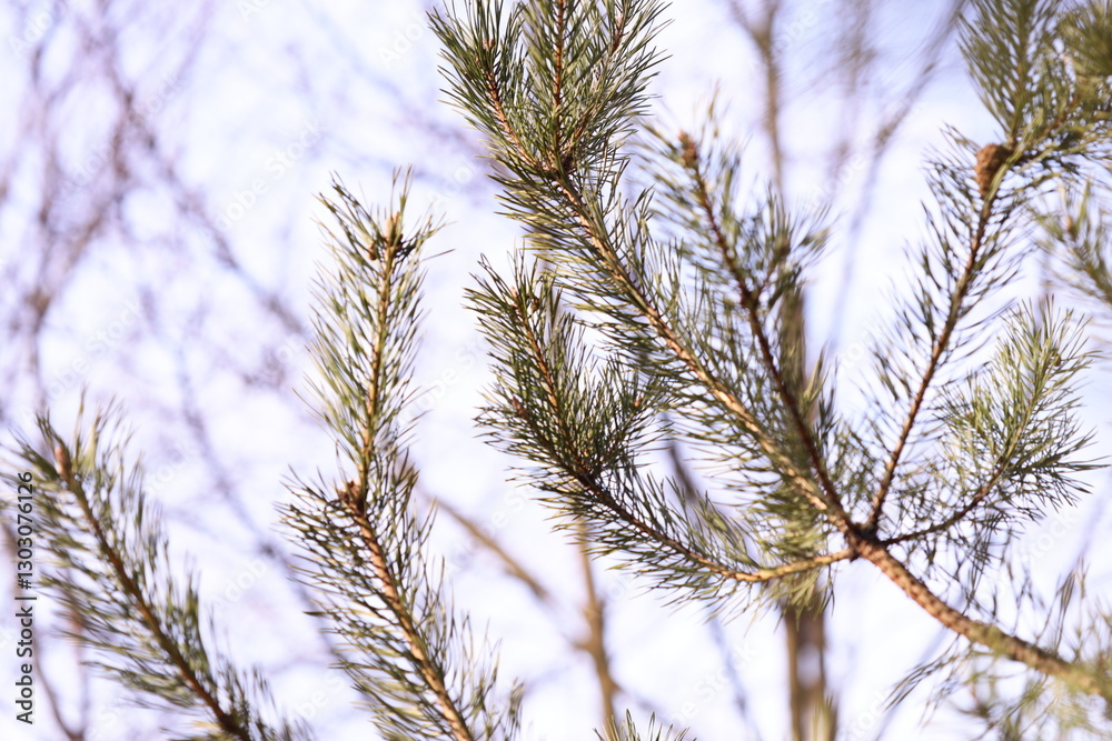Poster a bird sitting on the branch of a pine tree.