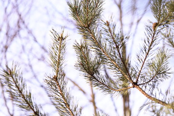 A bird sitting on the branch of a pine tree.