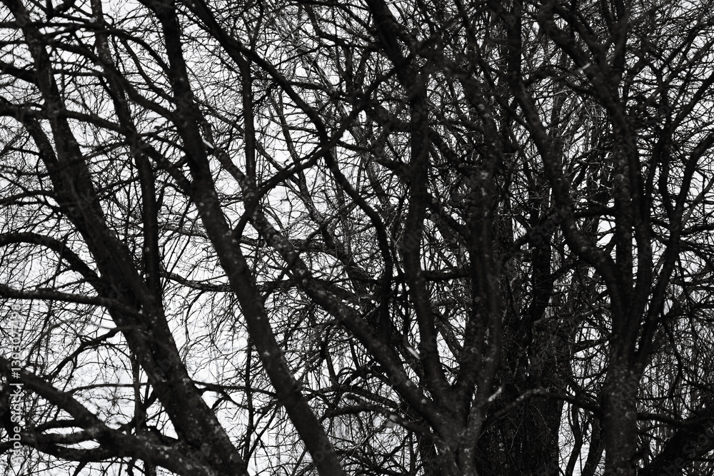 Poster a close-up shot of a tree trunk without leaves, captured in black and white.