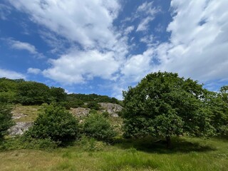 Obraz premium trees and clouds