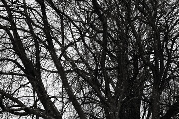 A close-up shot of a tree trunk without leaves, captured in black and white.