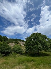 Obraz premium trees and clouds