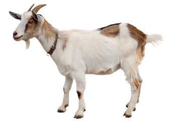 Fototapeta premium Goat isolated on a transparent background.