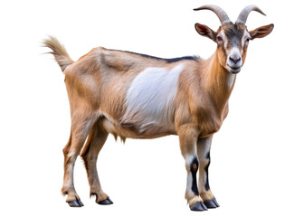 Fototapeta premium Goat isolated on a transparent background.