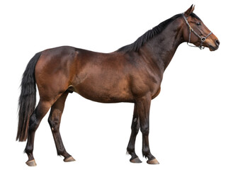 Obraz premium Horse isolated on a transparent background.