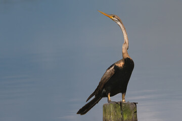Oriental darter - Anhinga melanogaster, snakebird with blue water in background. Photo from Wilpattu National Park in Sri Lanka.	