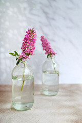 Vase with beautiful wild pink summer flowers 