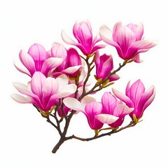 Naklejka premium Elegant Spring Magnolia Branch with Pink Blossoms