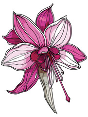 elegant illustration of gibbon flowers line art