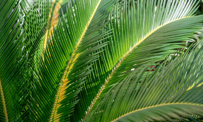 Obraz premium Green Palm Leaves Background .Close up 
