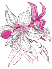 elegant illustration of gibbon flowers line art