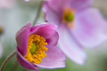 close up of a purple anemone flower