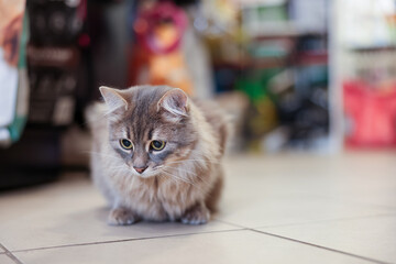 Cat with beautiful gray fur in pet shop. Space for text