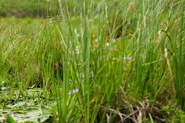 green grass with dew drops
