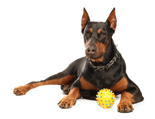 Adorable Doberman with toy on white background. Domestic pet