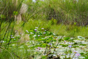 landscpae of the mabamba swamp near Entebbe Uganda