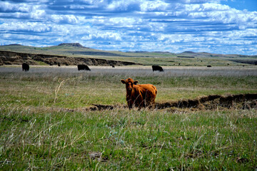 cows grazing in a field
