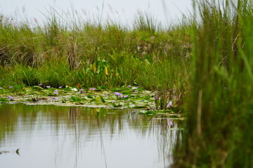 landscpae of the mabamba swamp near Entebbe Uganda