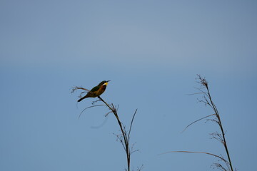 portrait of a little bee-eater sitting on a branch in the mabamba swamp in uganda