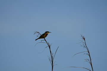 portrait of a little bee-eater sitting on a branch in the mabamba swamp in uganda