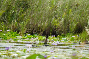 landscape of the mabamba swamp near Entebbe Uganda