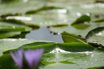 water lily in the mabamba swamp uganda lake victoria