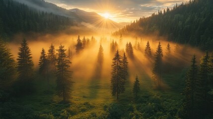 Obraz premium Golden sunrise over misty forest valley with sun rays and mountain backdrop