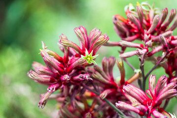 Anigozanthos is a genus of plant found naturally in the Southwestern Australia biogeographic region, commonly known as kangaroo paw or catspaw.