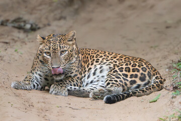 Young Sri Lankan leopard - Panthera pardus kotiya lying on road and licking itself. Photo from Wilpattu National Park in Sri Lanka. Vulnerable species.
