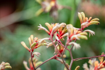 Anigozanthos is a genus of plant found naturally in the Southwestern Australia biogeographic region, commonly known as kangaroo paw or catspaw.