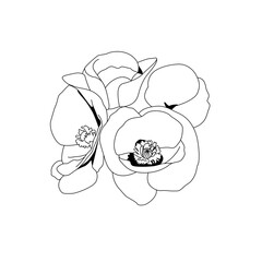 line art poppy flower