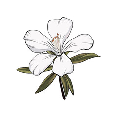 elegant illustration of a floral flower on a white