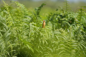kingfisher in the mabamba swamp (uganda, lake victoria), wallpaper green lush background