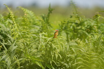 kingfisher in the mabamba swamp (uganda, lake victoria), wallpaper green lush background