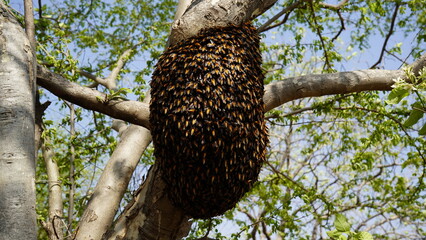 Nature’s Architects: The Beehive
