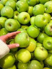 Hand holding  Green Apples Granny Smith 