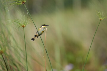 portrait of a little bee-eater (Merops pusillus) sitting on a branch in the mabamba swamp of uganda
