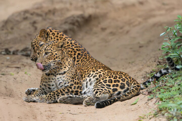Sri Lankan leopards - Panthera pardus kotiya mother and cub. Photo from Wilpattu National Park in Sri Lanka. Vulnerable species.