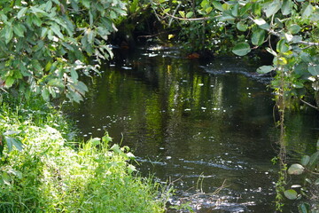 close up of the river running through the nyabubale, uganda