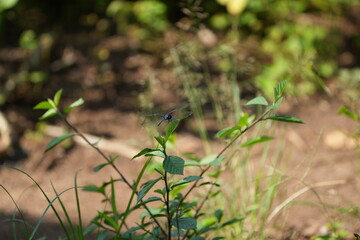Blue Dragonfly Perched on Green Plant With Soft Bokeh Background