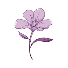 pink flower isolated on white